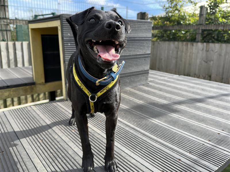 Max | Terrier (Patterdale) | Cardiff - 7