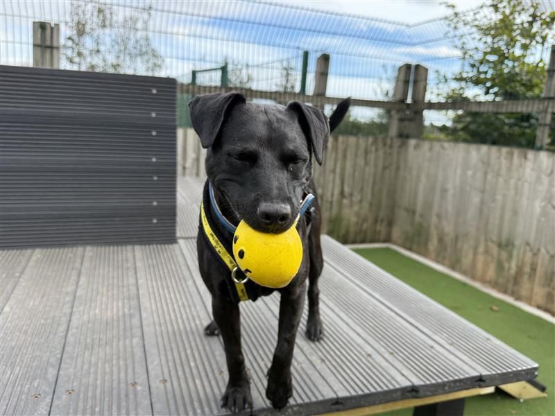 Max | Terrier (Patterdale) | Cardiff - 4