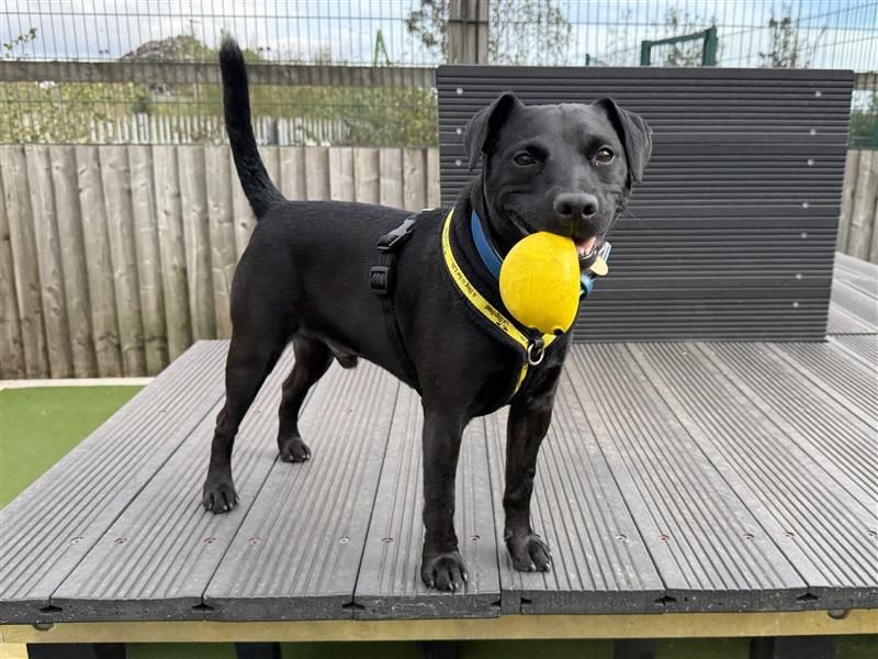 Max | Terrier (Patterdale) | Cardiff - 6
