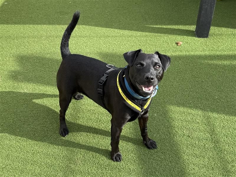 Max | Terrier (Patterdale) | Cardiff - 11