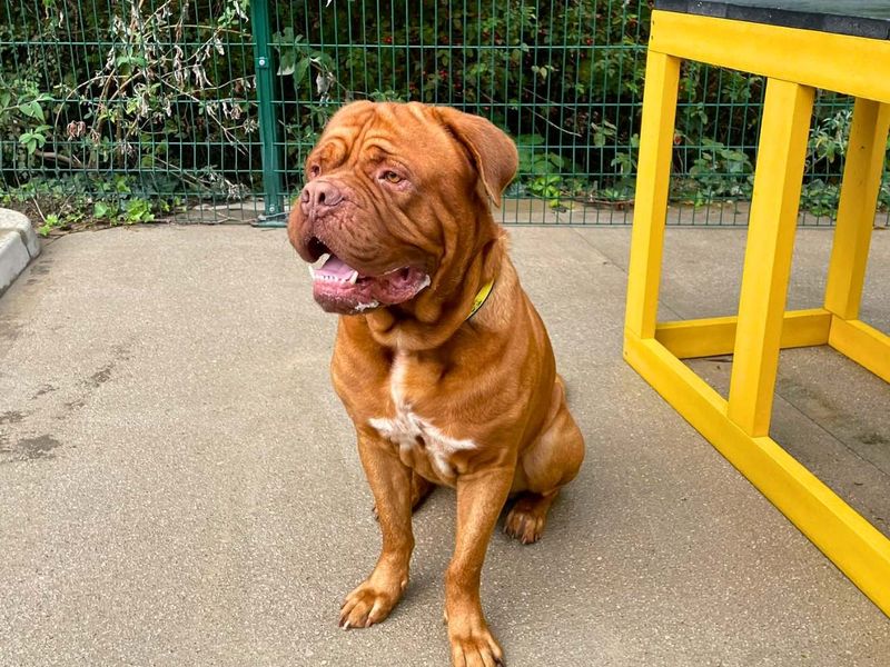 Zeus | Dogue De Bordeaux | Manchester - 3