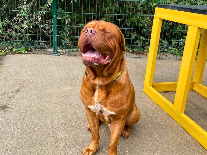 Zeus | Dogue De Bordeaux | Manchester - 1