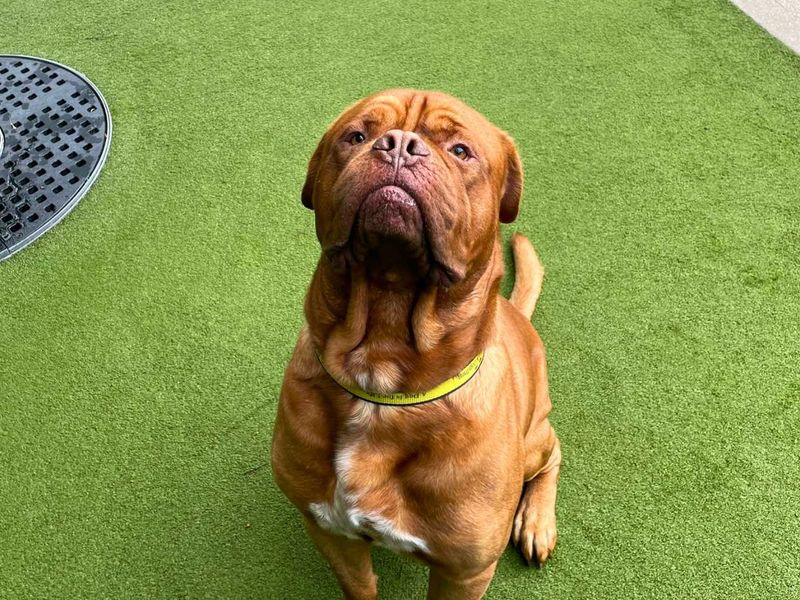 Zeus | Dogue De Bordeaux | Manchester - 2