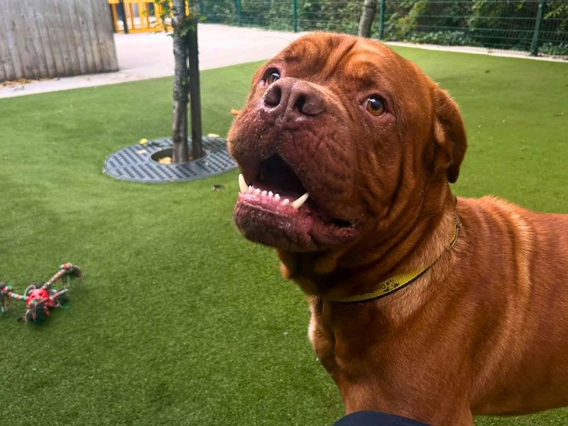 Zeus | Dogue De Bordeaux | Manchester - 4
