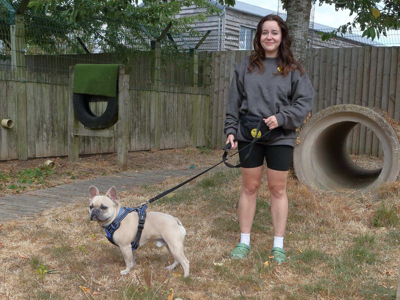 Milo | French Bulldog | Loughborough - 2
