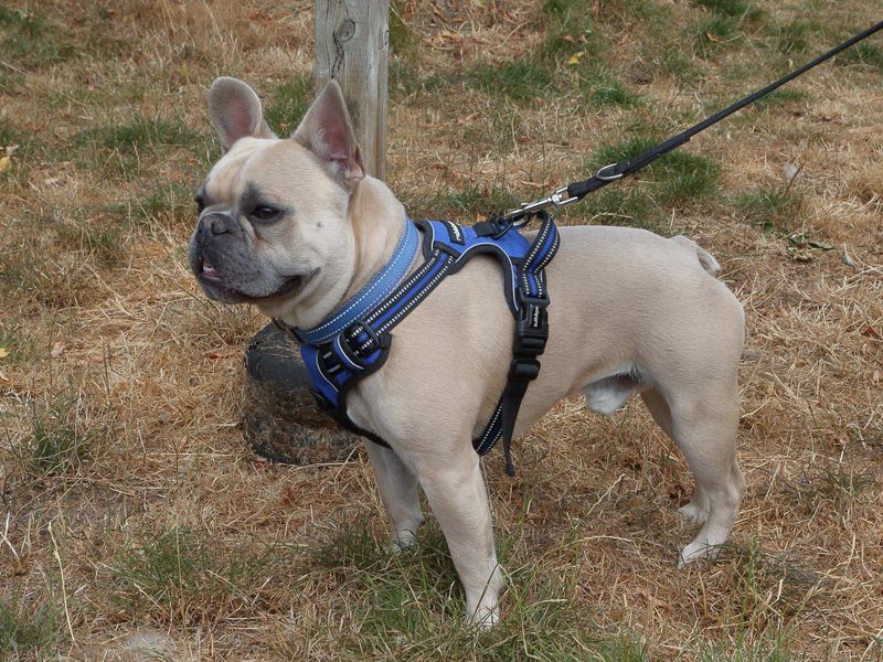 Milo | French Bulldog | Loughborough - 1
