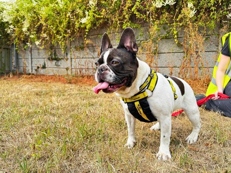 Cardi | French Bulldog | Salisbury (Wiltshire) - 3