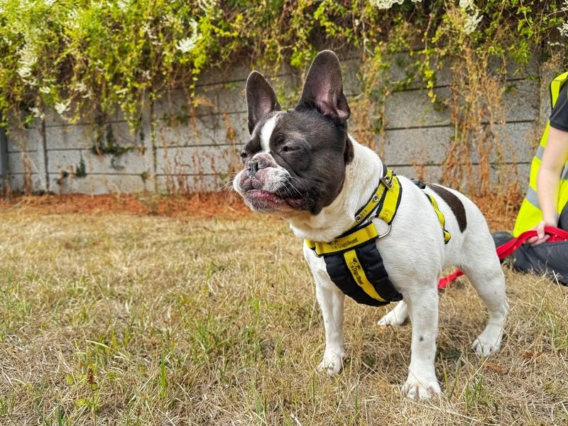 Cardi | French Bulldog | Salisbury (Wiltshire) - 2