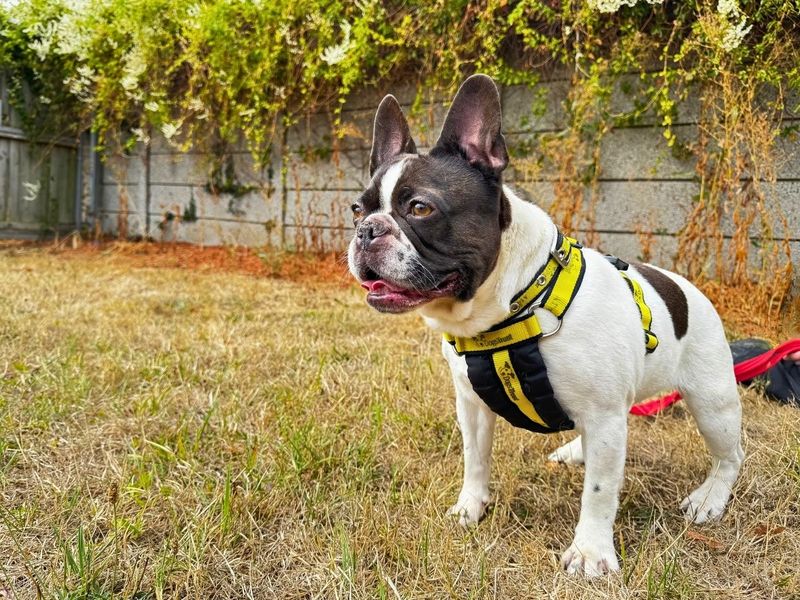 French Bulldog Dogs And Puppies For Adoption
