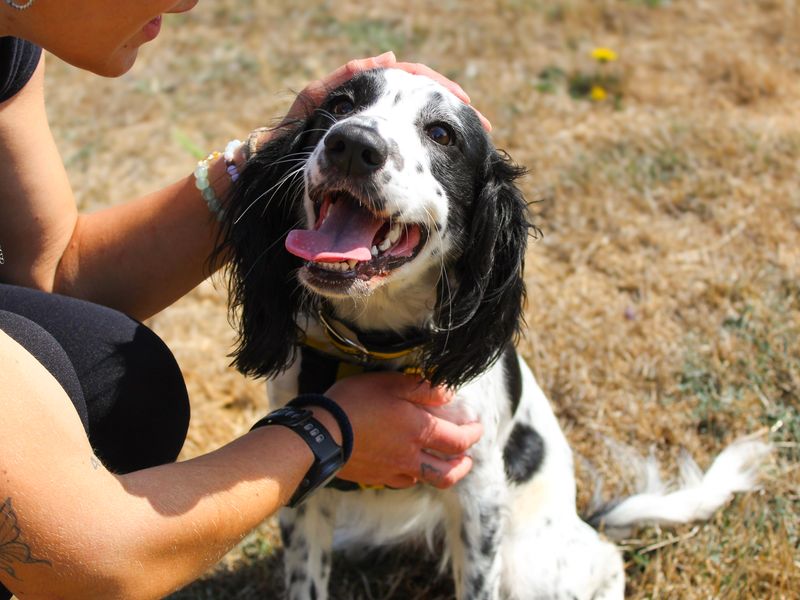 Bella | Spaniel (English Springer) | Shoreham (Sussex) - 5