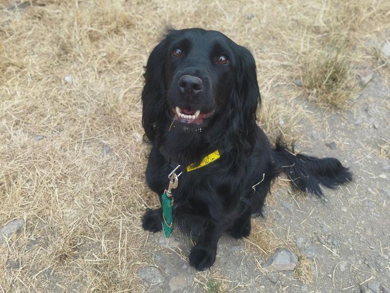 Mabel | Spaniel (Cocker) | Cardiff - 1