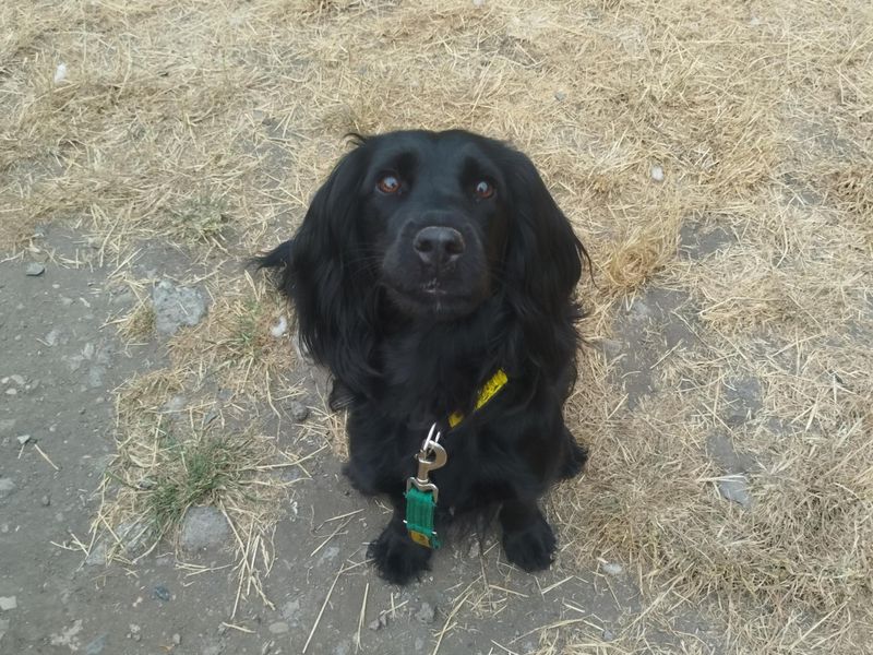 Mabel | Spaniel (Cocker) | Cardiff - 2