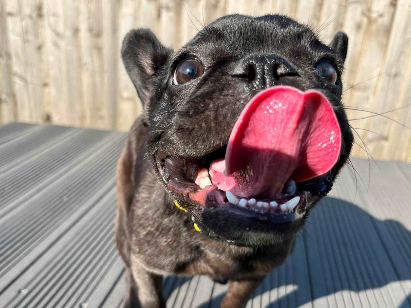 Saskia | French Bulldog | Cardiff - 4
