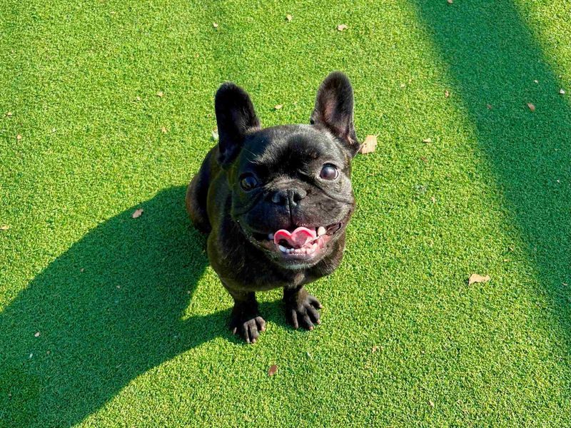 Saskia | French Bulldog | Cardiff - 5