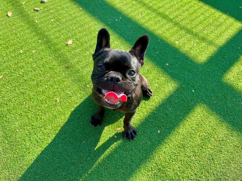 Saskia | French Bulldog | Cardiff - 3
