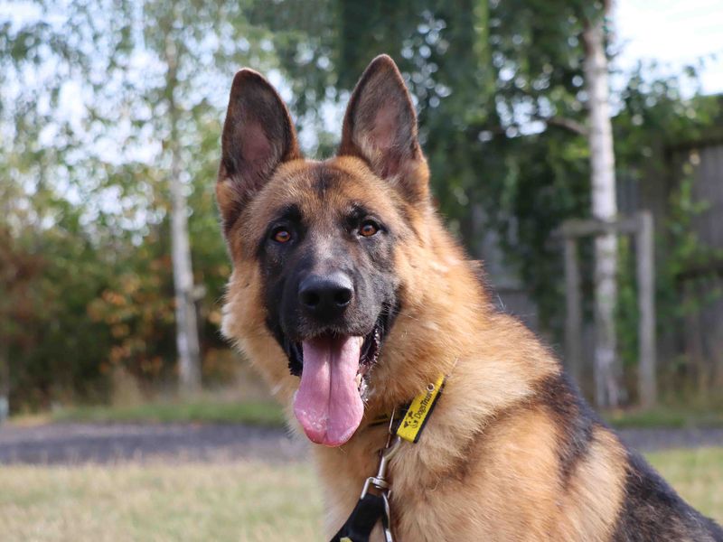 German Shepherd Dogs And Puppies For Adoption