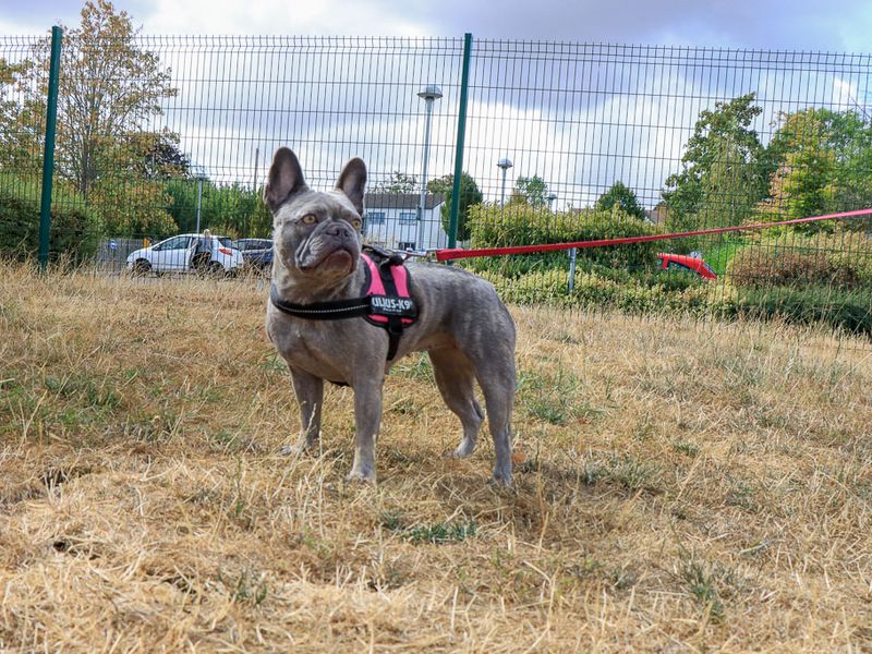 Frankie | French Bulldog | Evesham (Worcestershire) - 3