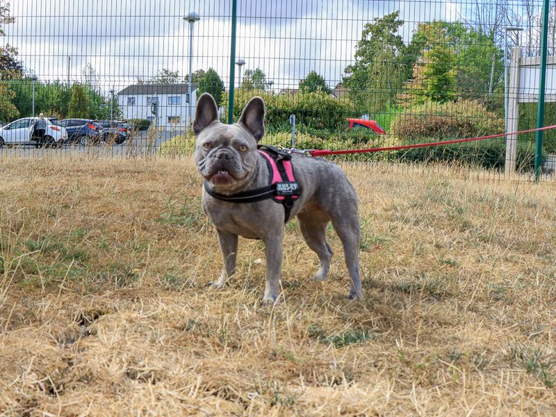 Frankie | French Bulldog | Evesham (Worcestershire) - 5