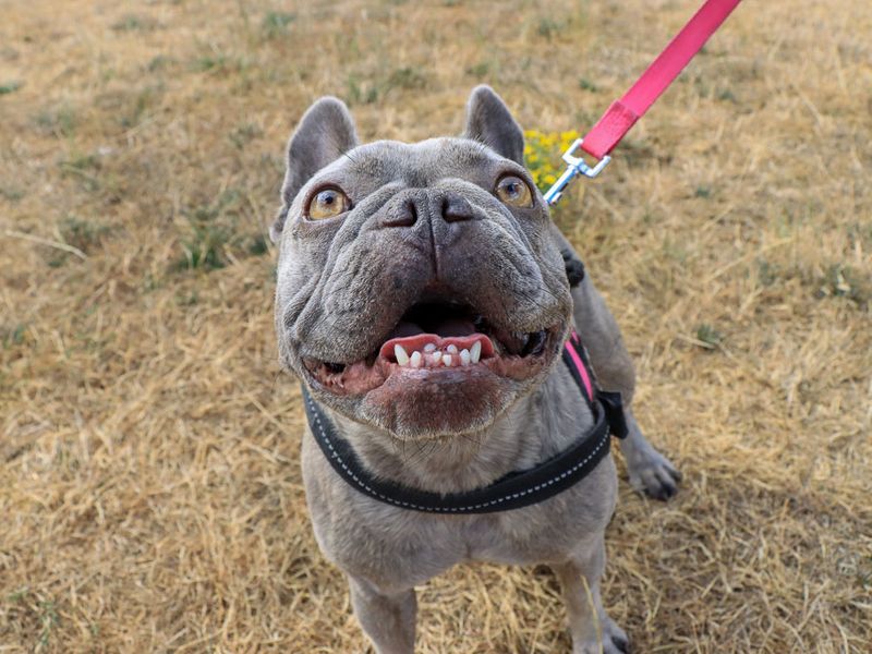 Frankie | French Bulldog | Evesham (Worcestershire) - 1