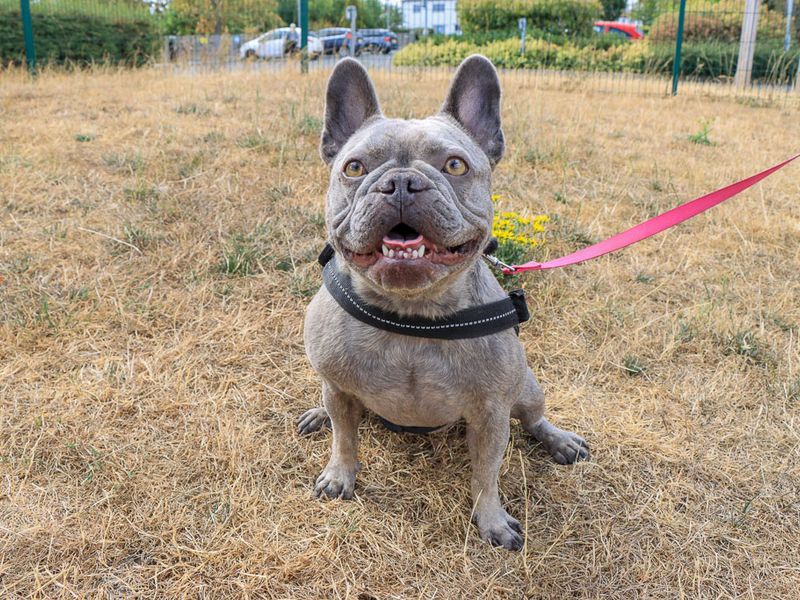 Frankie | French Bulldog | Evesham (Worcestershire) - 2