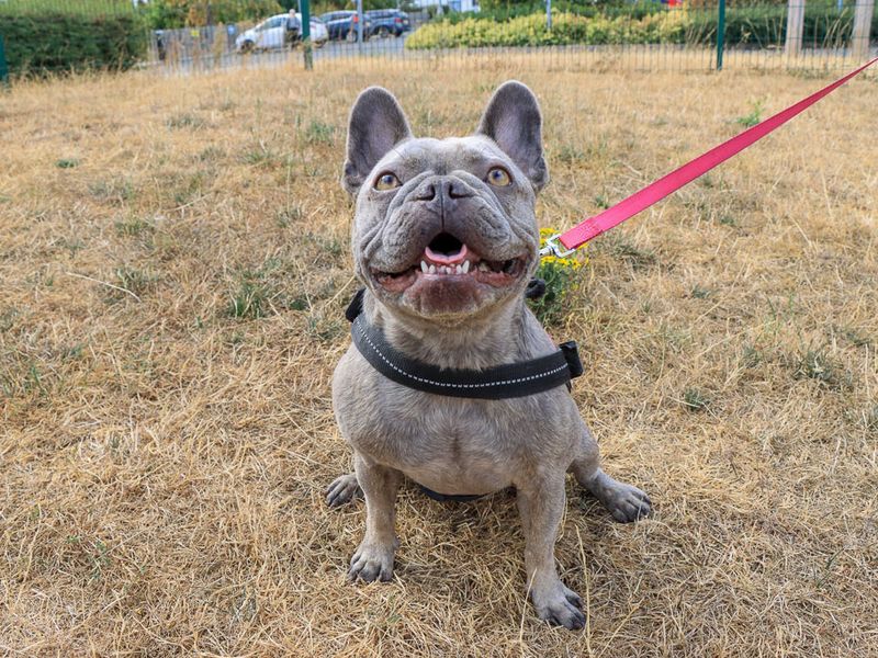 Frankie | French Bulldog | Evesham (Worcestershire) - 4