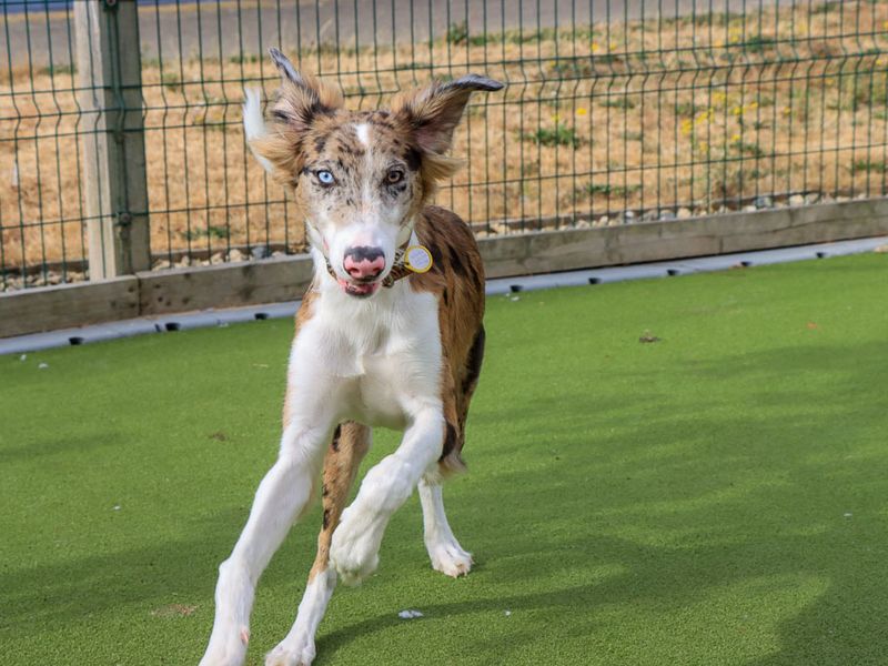 Merlin | Lurcher Cross | Evesham (Worcestershire) - 1