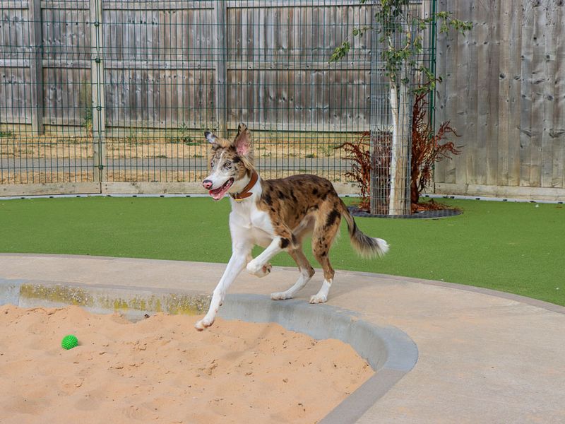 Merlin | Lurcher Cross | Evesham (Worcestershire) - 6