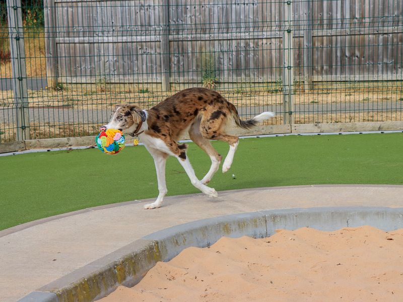 Merlin | Lurcher Cross | Evesham (Worcestershire) - 2