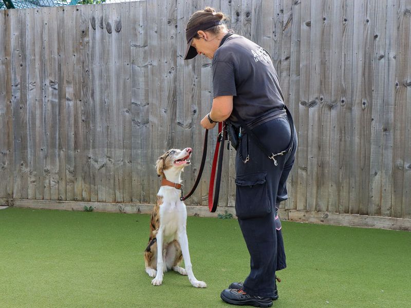 Merlin | Lurcher Cross | Evesham (Worcestershire) - 4