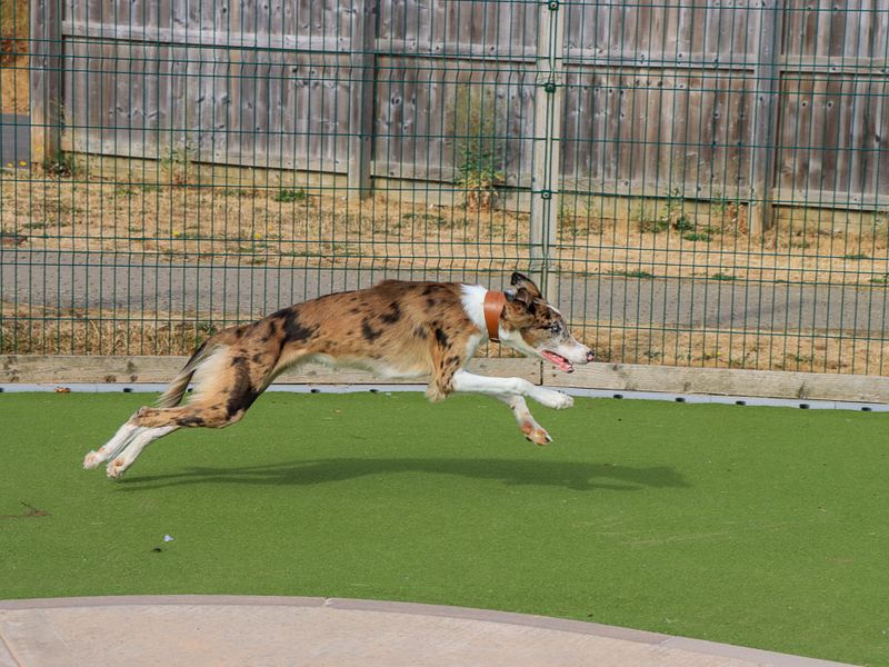 Merlin | Lurcher Cross | Evesham (Worcestershire) - 3