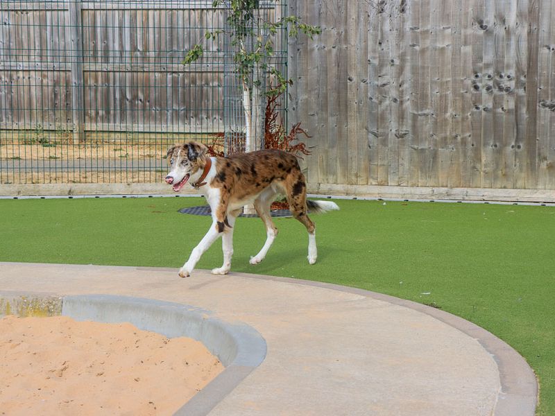 Merlin | Lurcher Cross | Evesham (Worcestershire) - 5