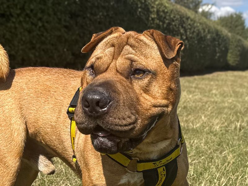 Charles | Shar Pei | Basildon (Essex) - 2