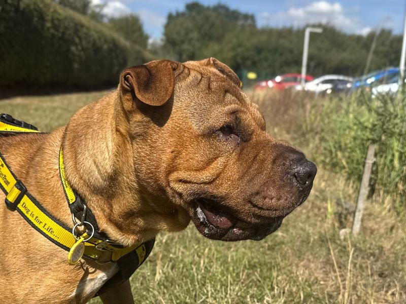 Charles | Shar Pei | Basildon (Essex) - 6