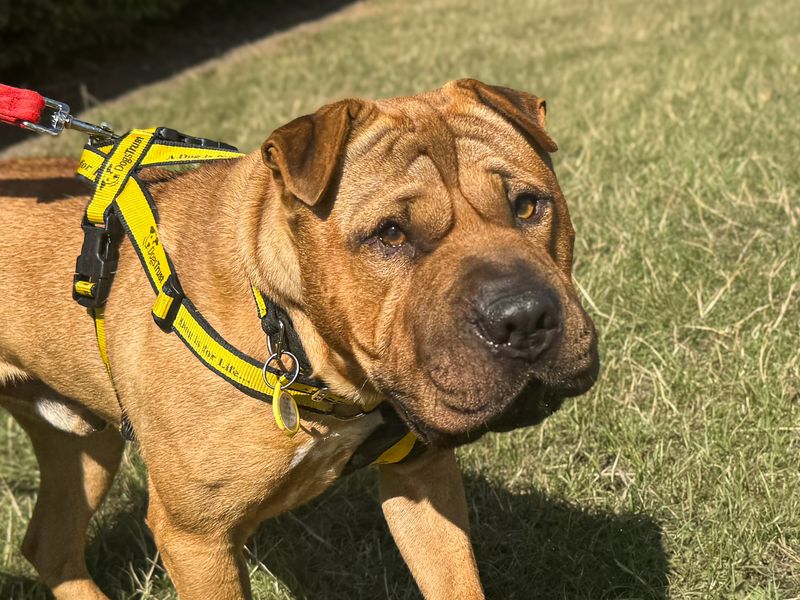 Charles | Shar Pei | Basildon (Essex) - 1