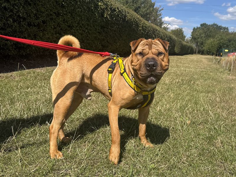Charles | Shar Pei | Basildon (Essex) - 3