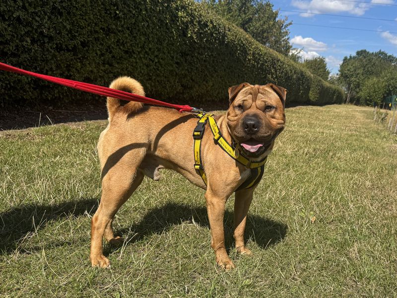 Charles | Shar Pei | Basildon (Essex) - 5