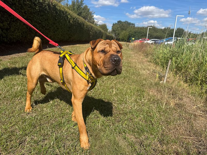 Charles | Shar Pei | Basildon (Essex) - 2