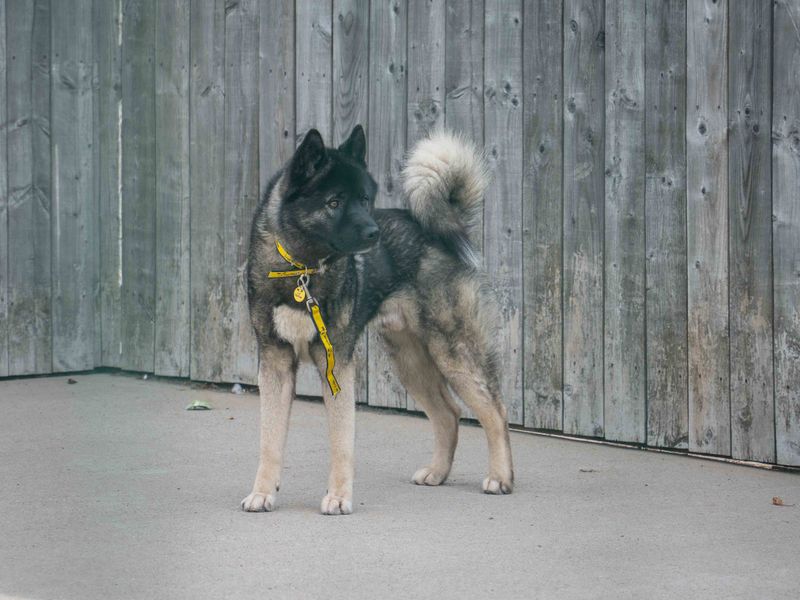 Naboo | American Akita | Loughborough - 1