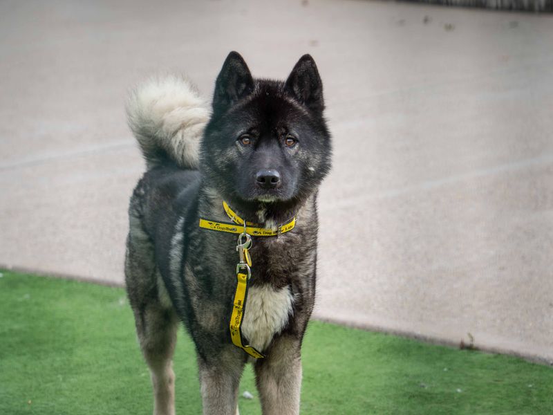 Naboo | American Akita | Loughborough - 2