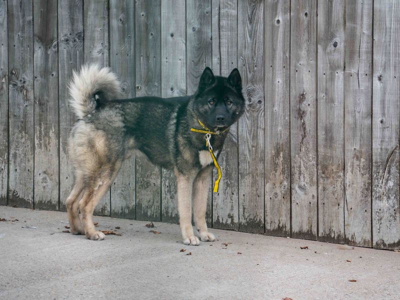Naboo | American Akita | Loughborough - 3