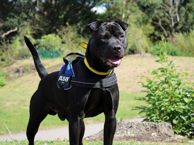 Benji | Shar Pei Cross | Merseyside (Liverpool) - 2