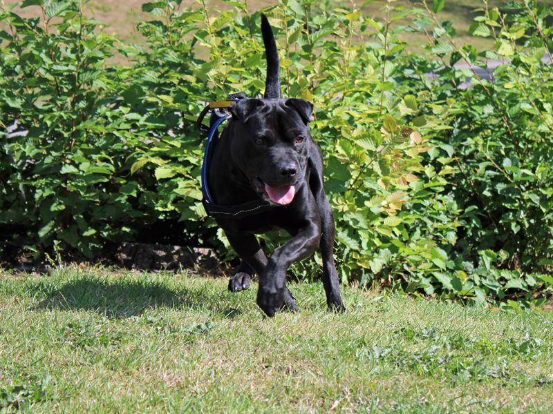 Benji | Shar Pei Cross | Merseyside (Liverpool) - 1