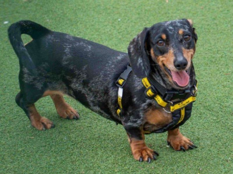 Queenie | Dachshund (Smooth Haired) | Loughborough - 2