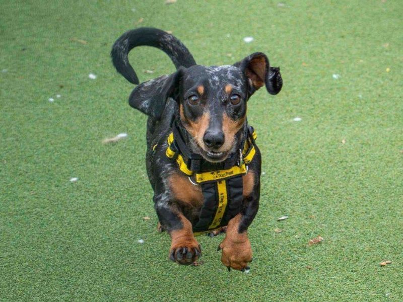 Queenie | Dachshund (Smooth Haired) | Loughborough - 3