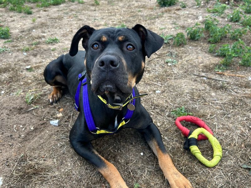 Duchess | Dobermann Cross | Snetterton (Norfolk) - 4