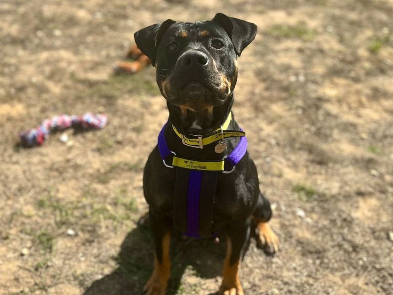Duchess | Dobermann Cross | Snetterton (Norfolk) - 1