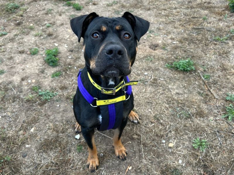 Duchess | Dobermann Cross | Snetterton (Norfolk) - 5