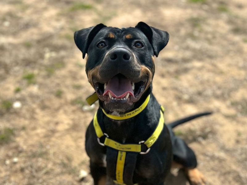 Duchess | Dobermann Cross | Snetterton (Norfolk) - 2