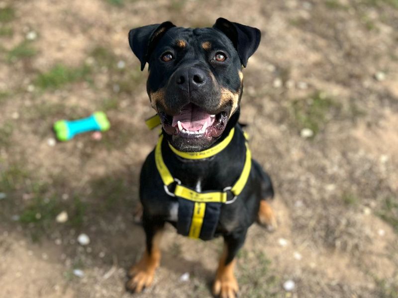 Duchess | Dobermann Cross | Snetterton (Norfolk) - 3