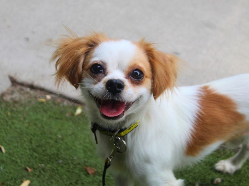 Oliver | Chihuahua (Smooth Coat) Cross | Manchester - 4